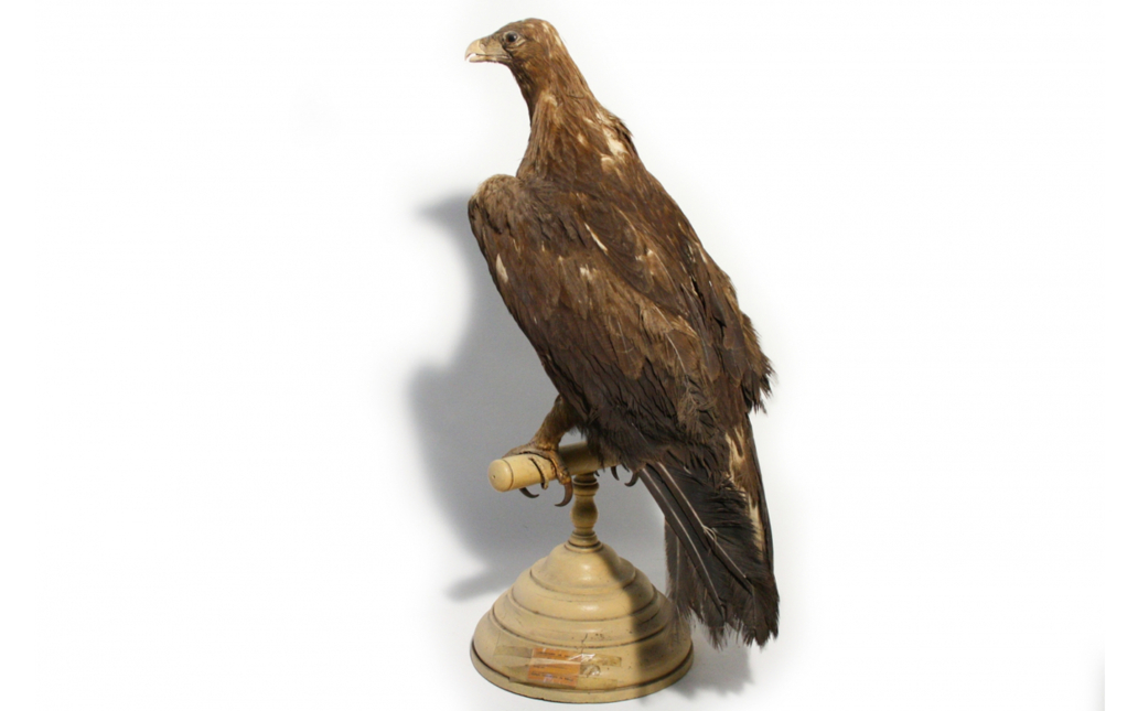 Águila real (Aquila chrysaetos)