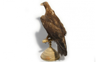 Águila real (Aquila chrysaetos)