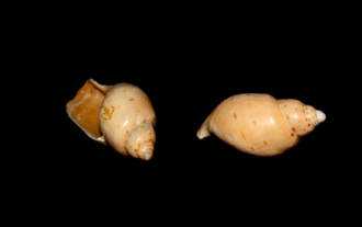 Ampulla priamus (Gmelin, 1791)