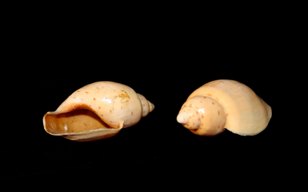 Ampulla priamus (Gmelin, 1791)