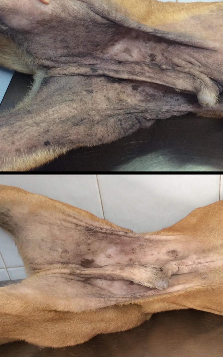 Arriba, inicio de la terapia inmunomoduladora con células madre mesenquimales en dermatitis atópica en modelo canino; abajo, resultado tras seis meses de tratamiento. /UMA-Immunestem