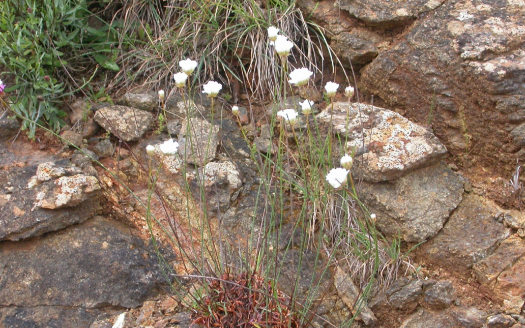 Armeria villosa subsp. serpentinicola (Cabezudo, Pérez-Latorre & Casimiro-Soriguer Solanas)