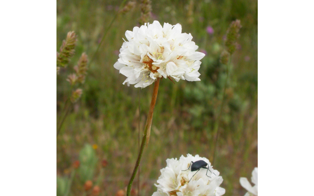 Armeria villosa subsp. serpentinicola (Cabezudo, Pérez-Latorre & Casimiro-Soriguer Solanas)