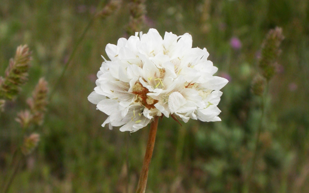 Armeria villosa subsp. serpentinicola (Cabezudo, Pérez-Latorre & Casimiro-Soriguer Solanas)