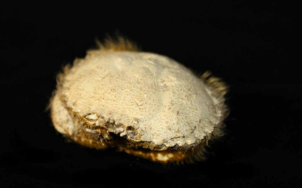 Atelecyclus undecimdentatus (Herbst, 1783)