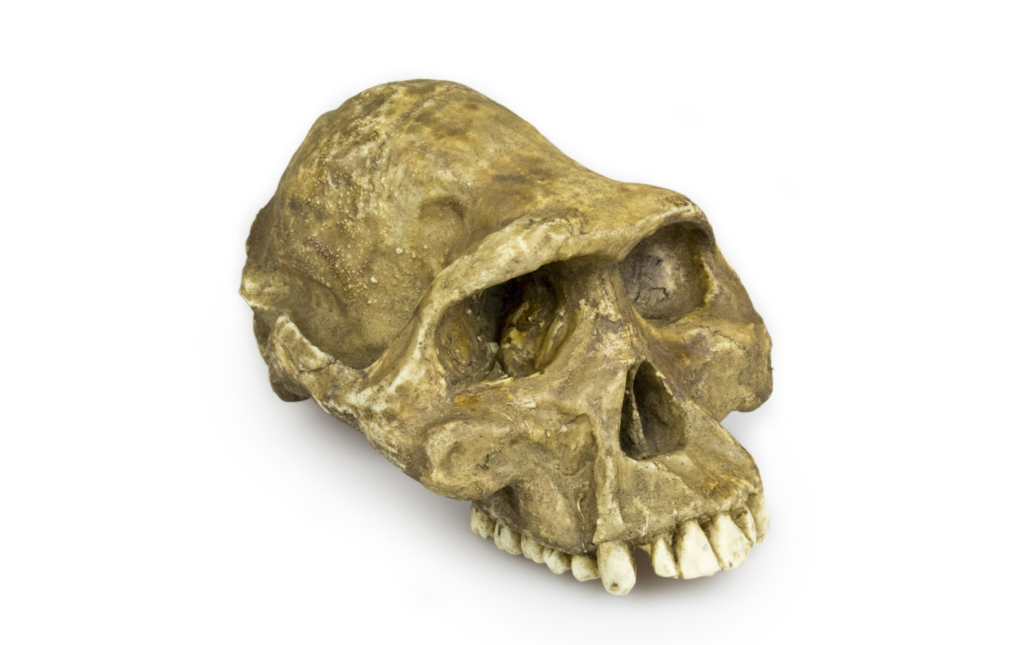 Australopithecus afarensis