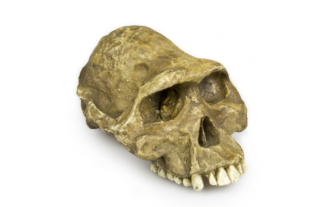 Australopithecus afarensis