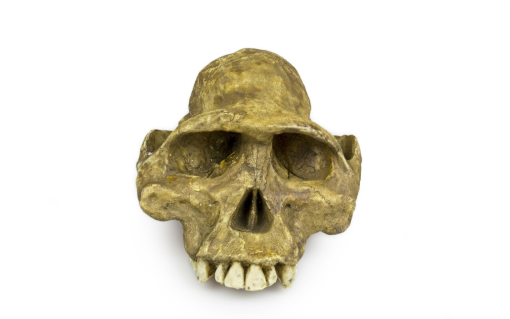 Australopithecus afarensis