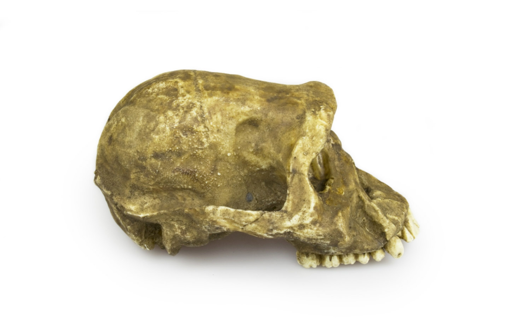 Australopithecus afarensis