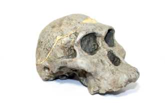 Australopithecus africanus