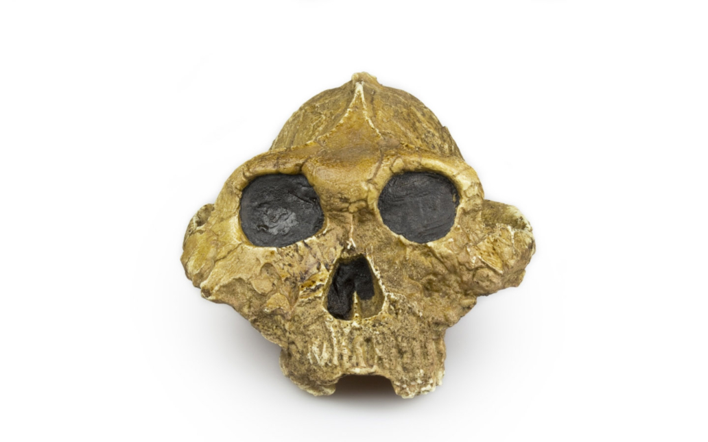 Australopithecus boisei