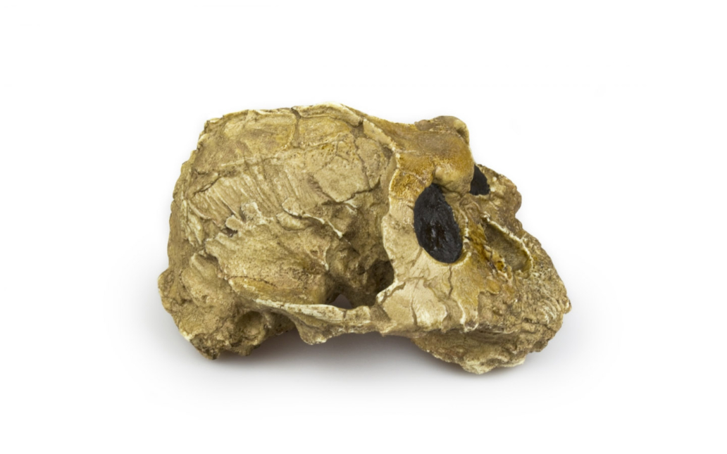 Australopithecus boisei