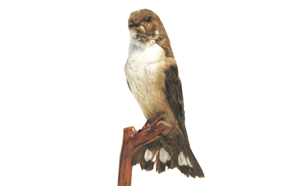 Avión roquero (Ptyonoprogne rupestris)