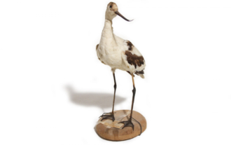 Avoceta (Recurvirostra avosetta)