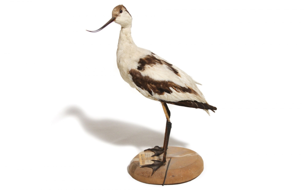 Avoceta (Recurvirostra avosetta)