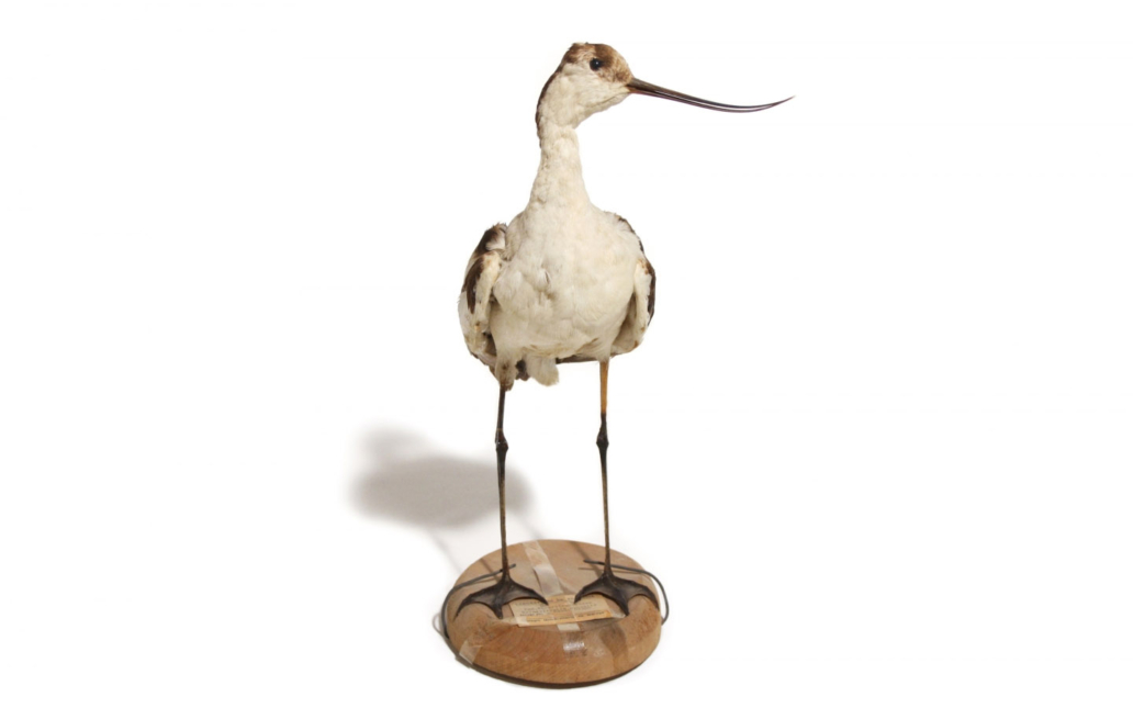 Avoceta (Recurvirostra avosetta)