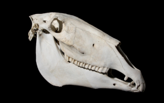 Caballo (Equus caballus). Cráneo