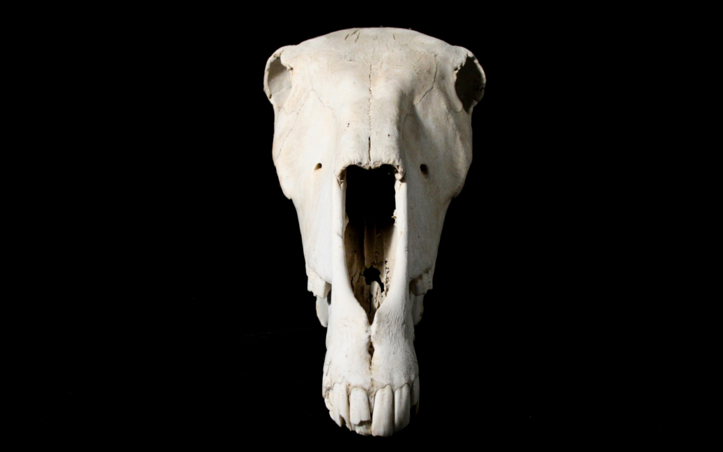 Caballo (Equus caballus). Cráneo