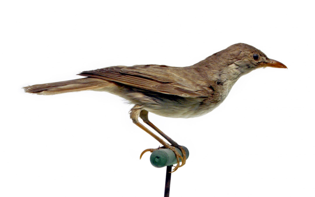 Carricero tordal (Acrocephalus arundinaceus)