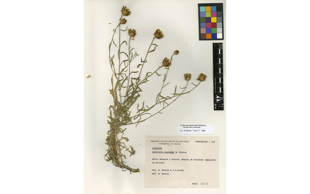 Centaurea sagredoi (G. Blanca López)