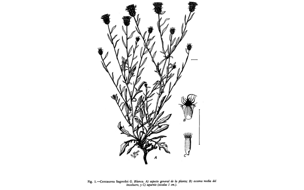 Centaurea sagredoi (G. Blanca López)