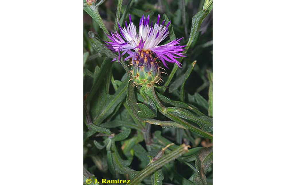 Centaurea sagredoi (G. Blanca López)