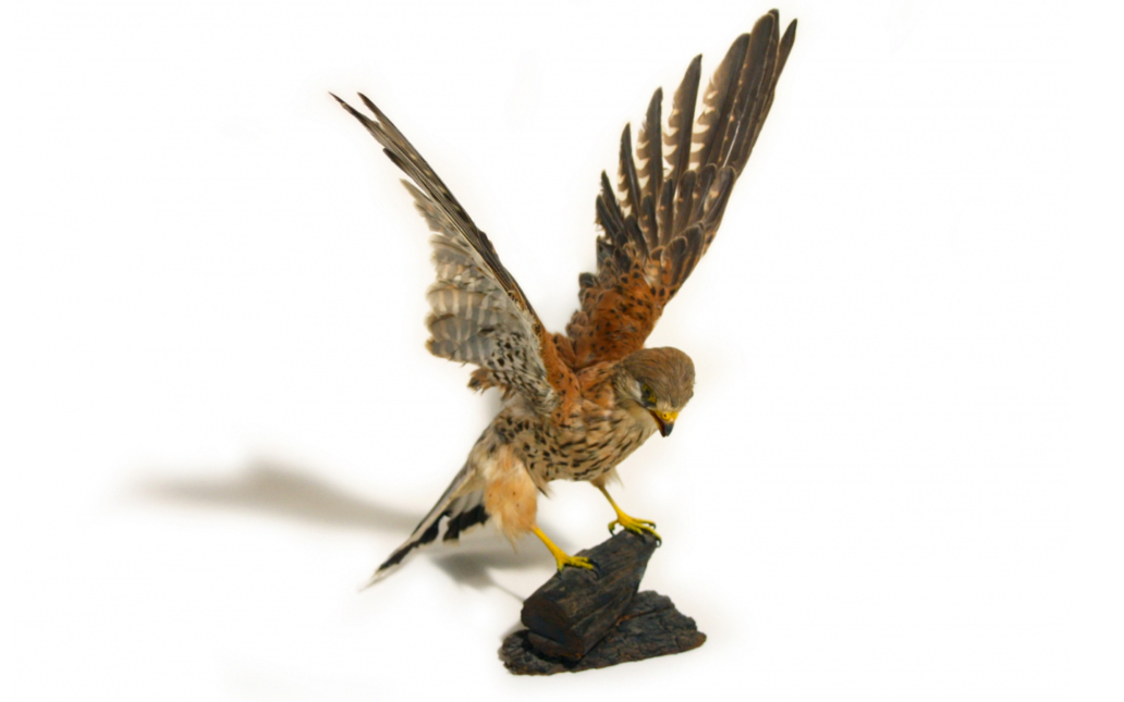 Cernicalo común (Falco tinnunculus)
