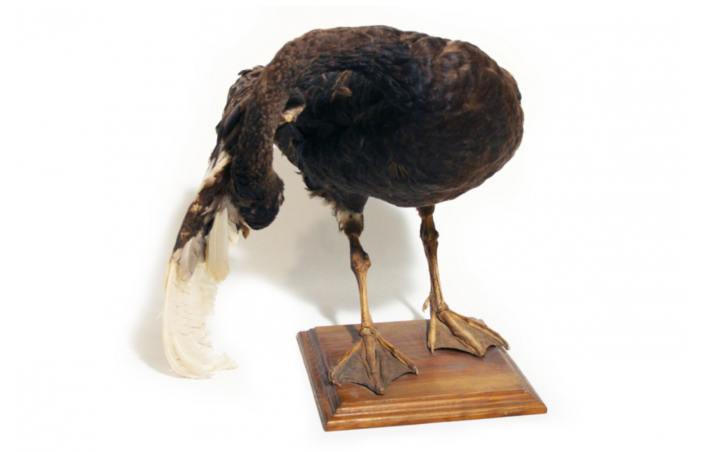 Cisne negro (Cygnus atratus)