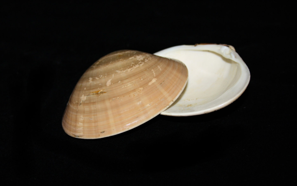 Callista chione (Linnaeus, 1758) “Concha fina”