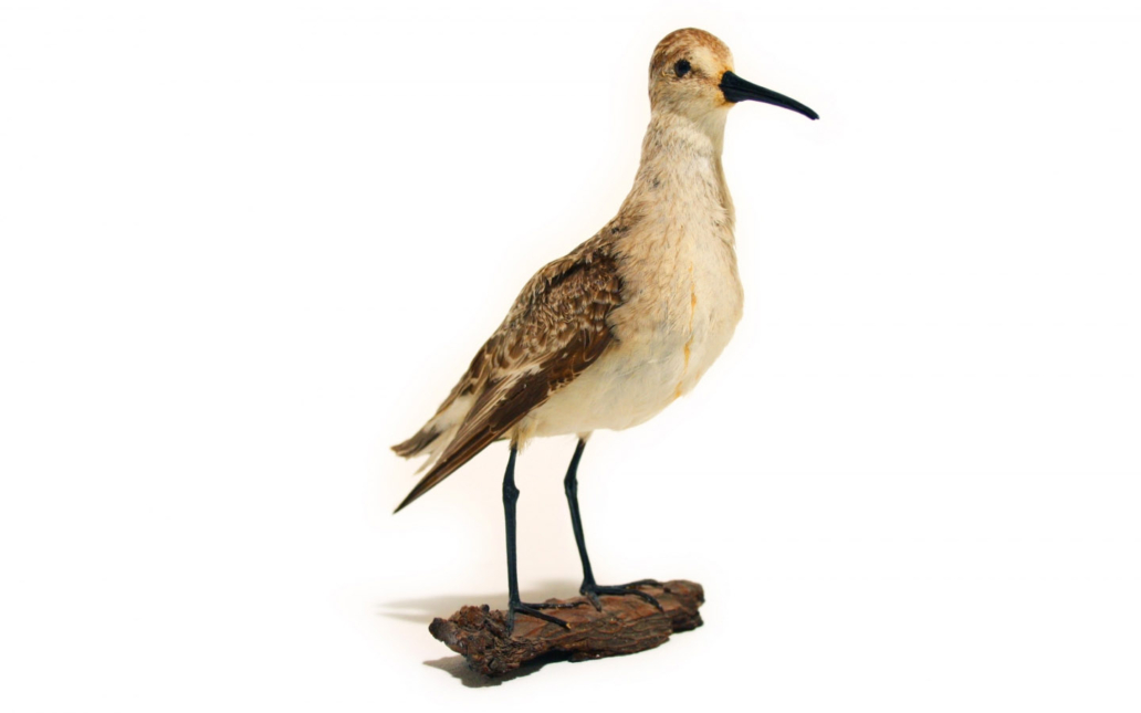 Correlimos zarapitín (Calidris ferruginea)