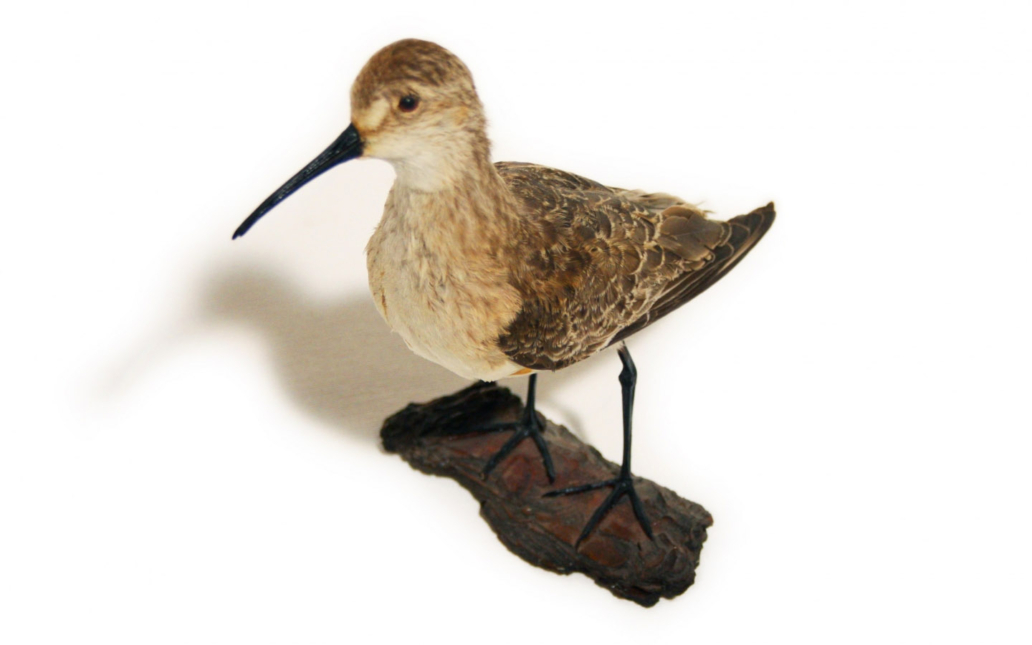 Correlimos zarapitín (Calidris ferruginea)