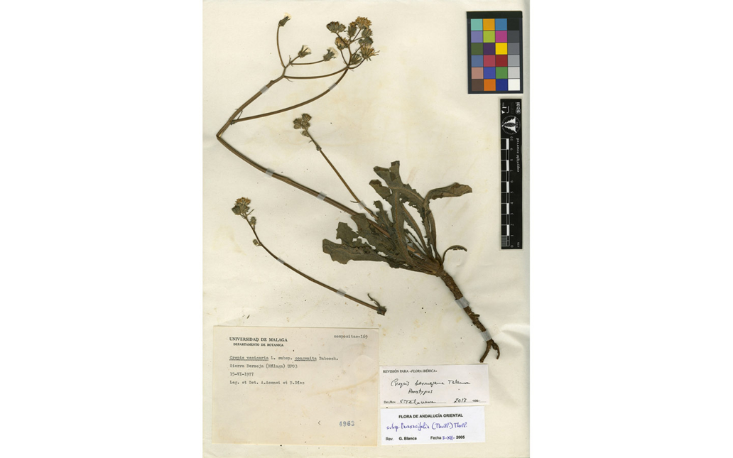 Crepis bermejana (M. Talavera, C. Sánchez Casimiro-Soriguer & S. Talavera)