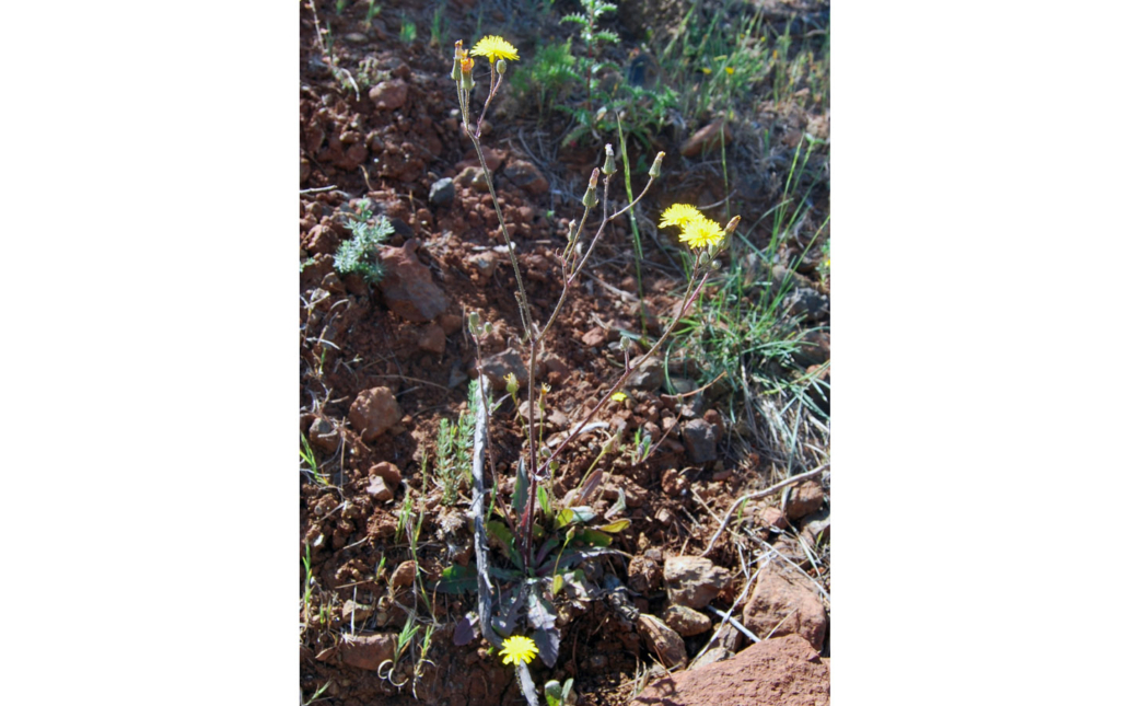 Crepis bermejana (M. Talavera, C. Sánchez Casimiro-Soriguer & S. Talavera)