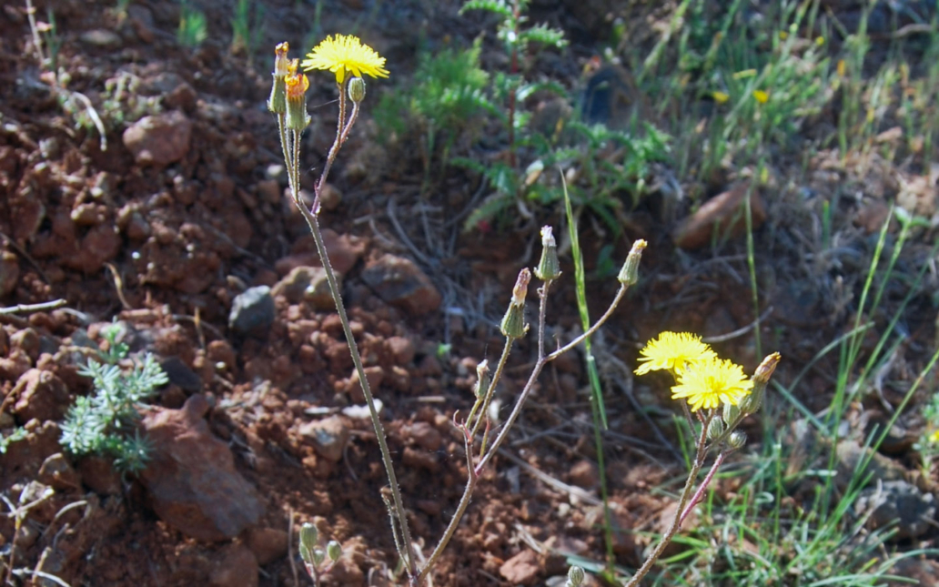 Crepis bermejana (M. Talavera, C. Sánchez Casimiro-Soriguer & S. Talavera)