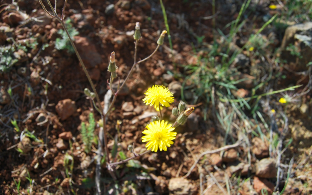 Crepis bermejana (M. Talavera, C. Sánchez Casimiro-Soriguer & S. Talavera)