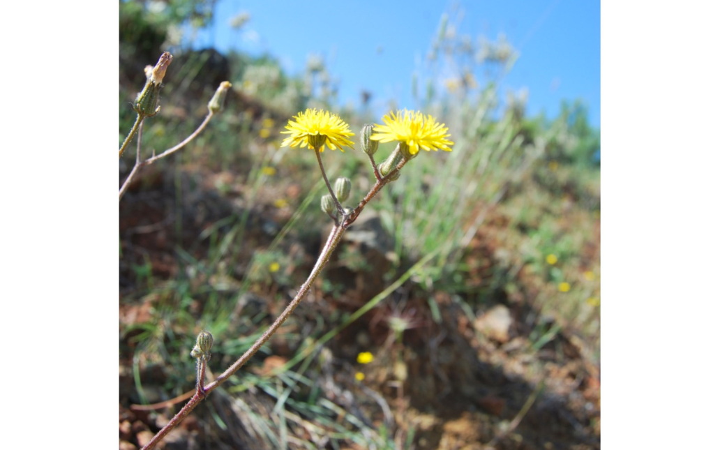 Crepis bermejana (M. Talavera, C. Sánchez Casimiro-Soriguer & S. Talavera)