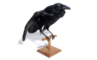 Cuervo común (Corvus corax)