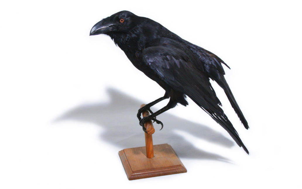 Cuervo común (Corvus corax)