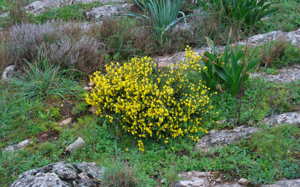 Cytisus moleroi (Fern. Casas)