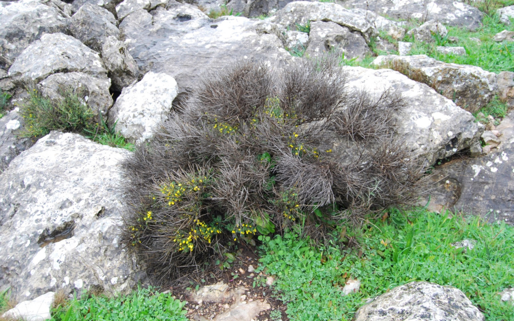 Cytisus moleroi (Fern. Casas)