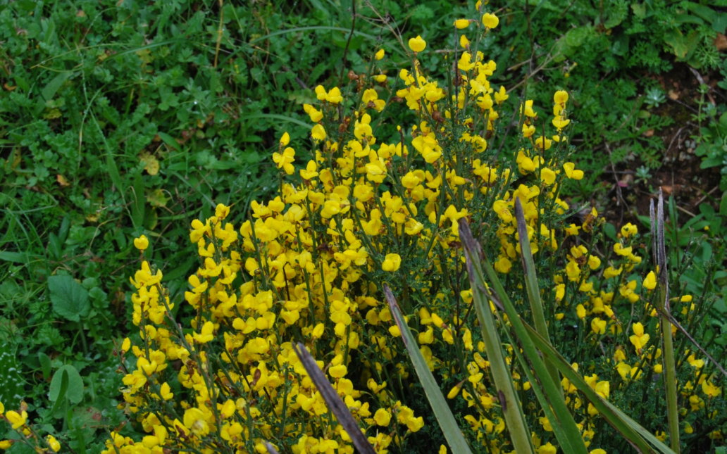 Cytisus moleroi (Fern. Casas)