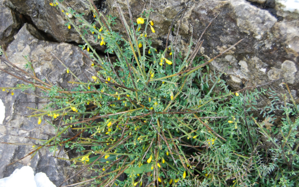 Cytisus moleroi (Fern. Casas)