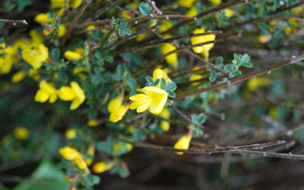 Cytisus moleroi (Fern. Casas)