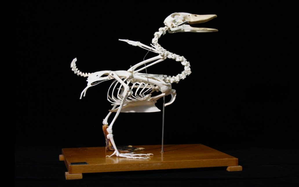 Anade real (Anas platyrhynchos). Esqueleto