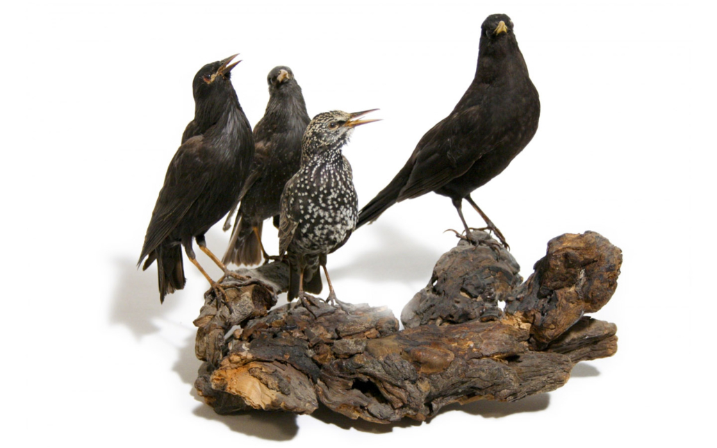 Estornino pinto (Sturnus vulgaris)