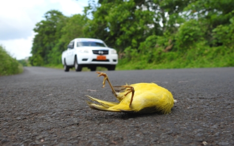 Investigadores analizan la tasa de mortalidad de las aves en las islas Galápagos