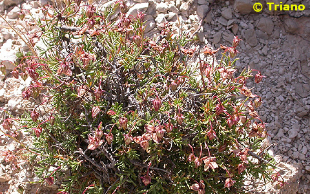 Fumana lacidulemiensis (Güemes)