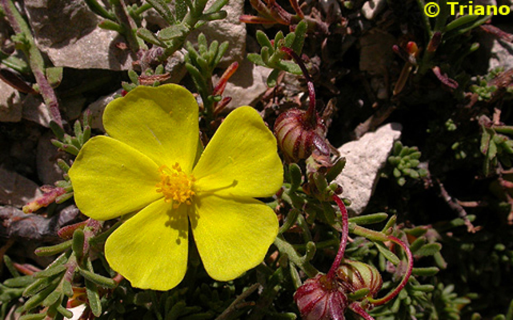 Fumana lacidulemiensis (Güemes)