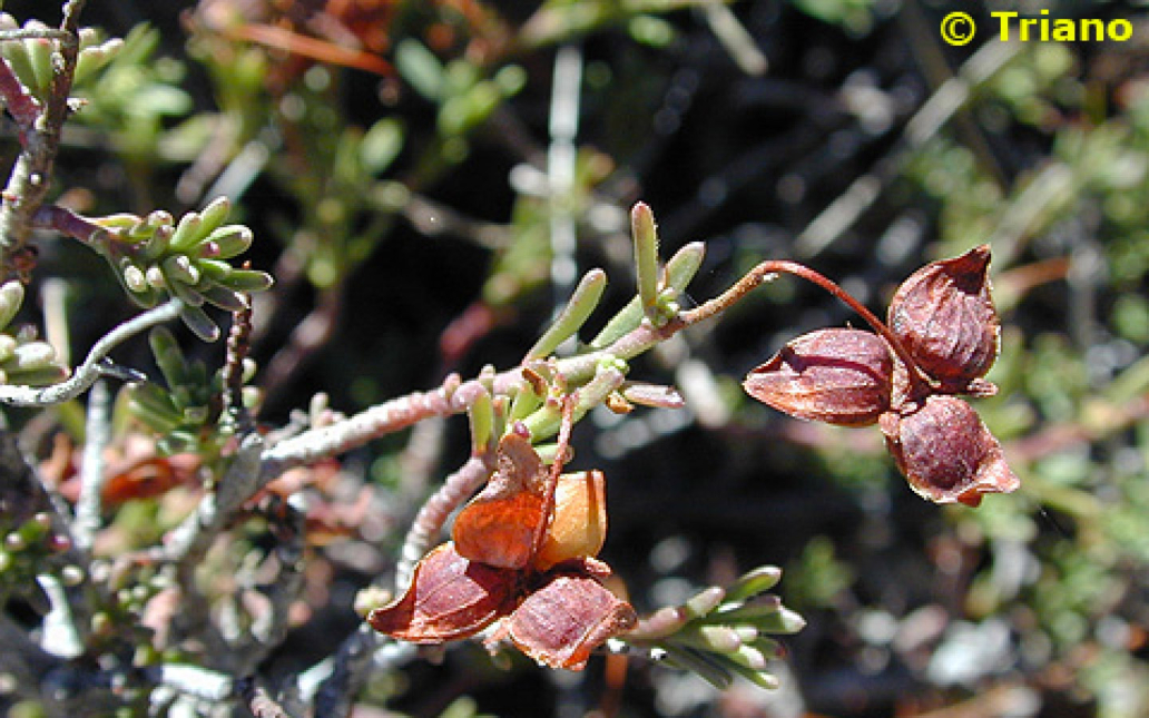 Fumana lacidulemiensis (Güemes)