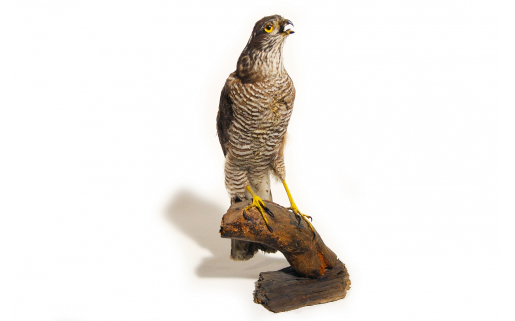 Gavilán (Accipiter nisus)